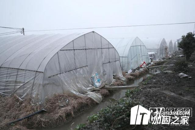 大雪來臨加固大棚 減少農業損失！